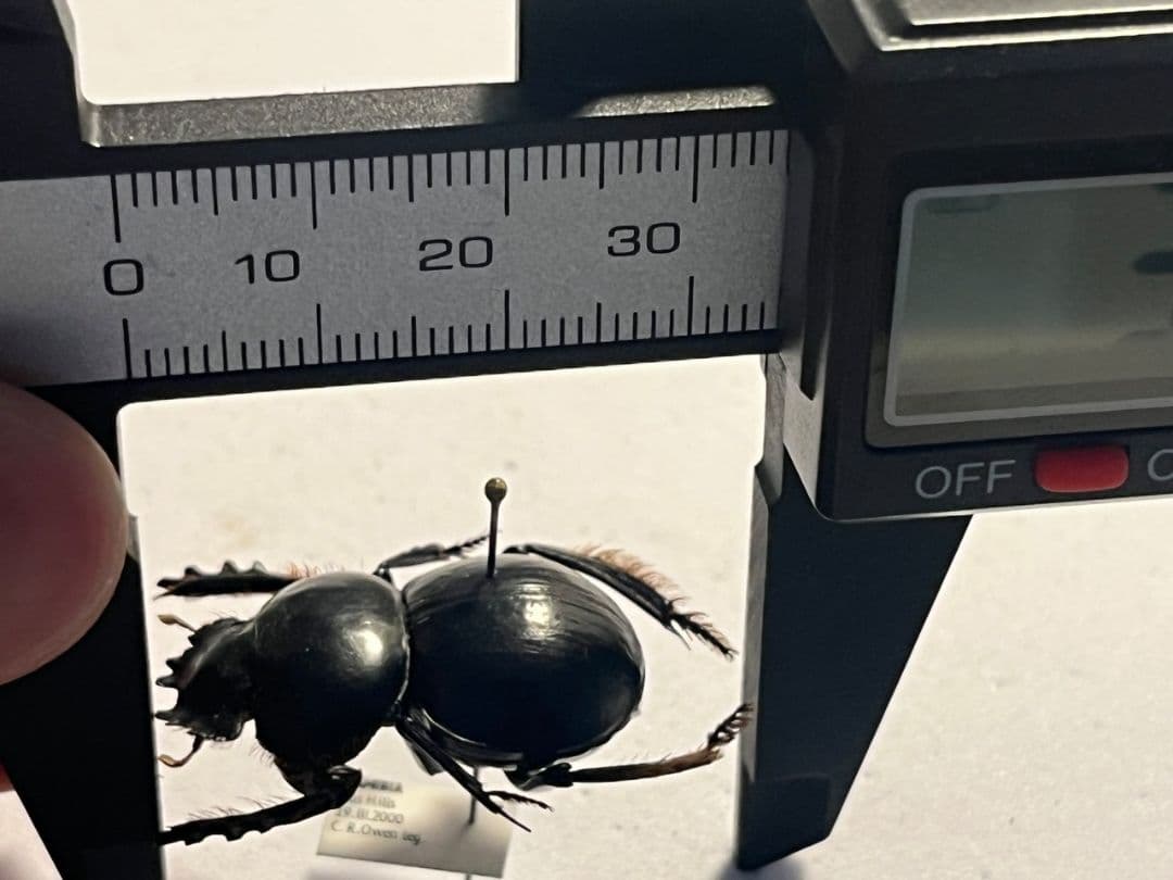 【27mm♀】クモガタタマオシコガネに酷似のPachysomaフンチュウ標本