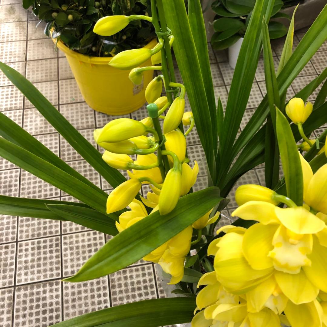 クリスマスローズ 月と太陽 キャベッジボール 同梱割り引き