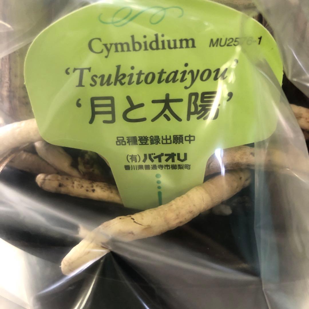 クリスマスローズ 月と太陽 キャベッジボール 同梱割り引き