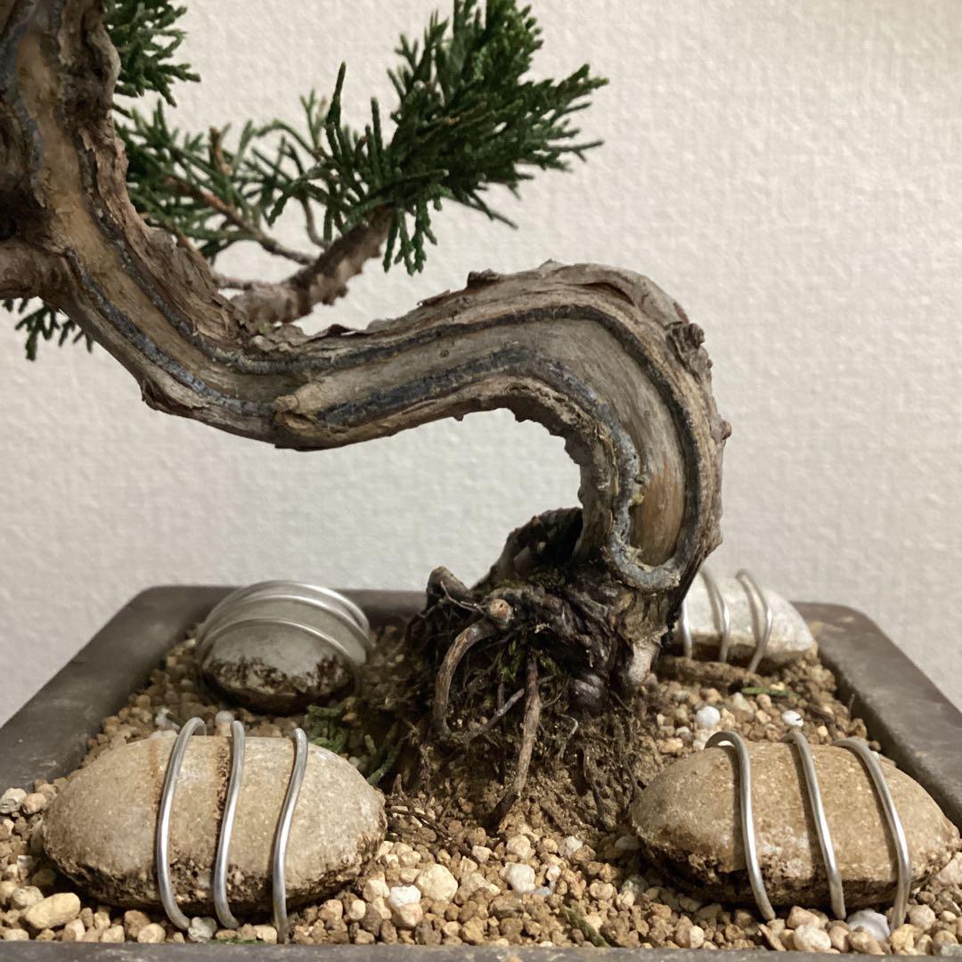 チャリティー出品　見る角度で姿を変える小品盆栽　糸井川真柏　作品名【変幻龍】