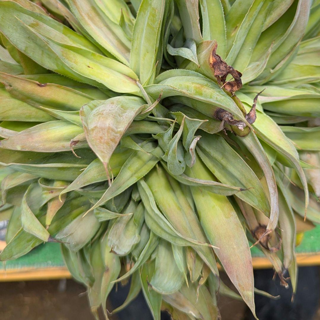 超絶希少！◇親株◇多肉植物シリーズ・アガベ属・ビルモニニアナ綴化inわけけのお店