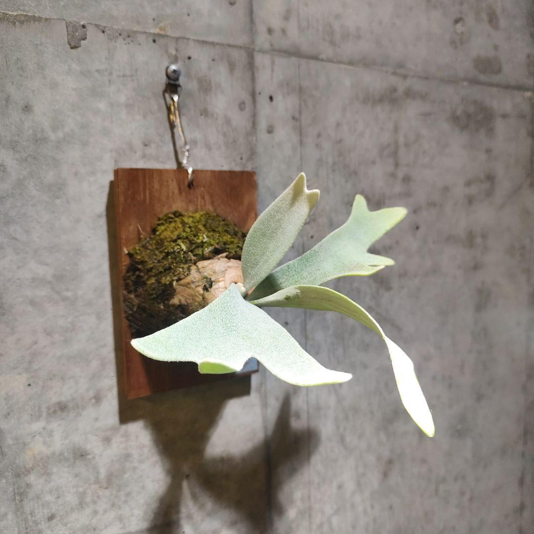 気まぐれ値下げ ビカクシダ エルサ Elsa oc株 子株 ②