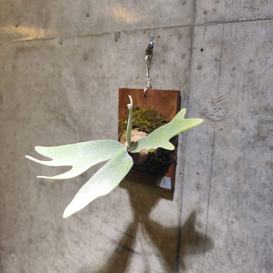 気まぐれ値下げ ビカクシダ エルサ Elsa oc株 子株 ②