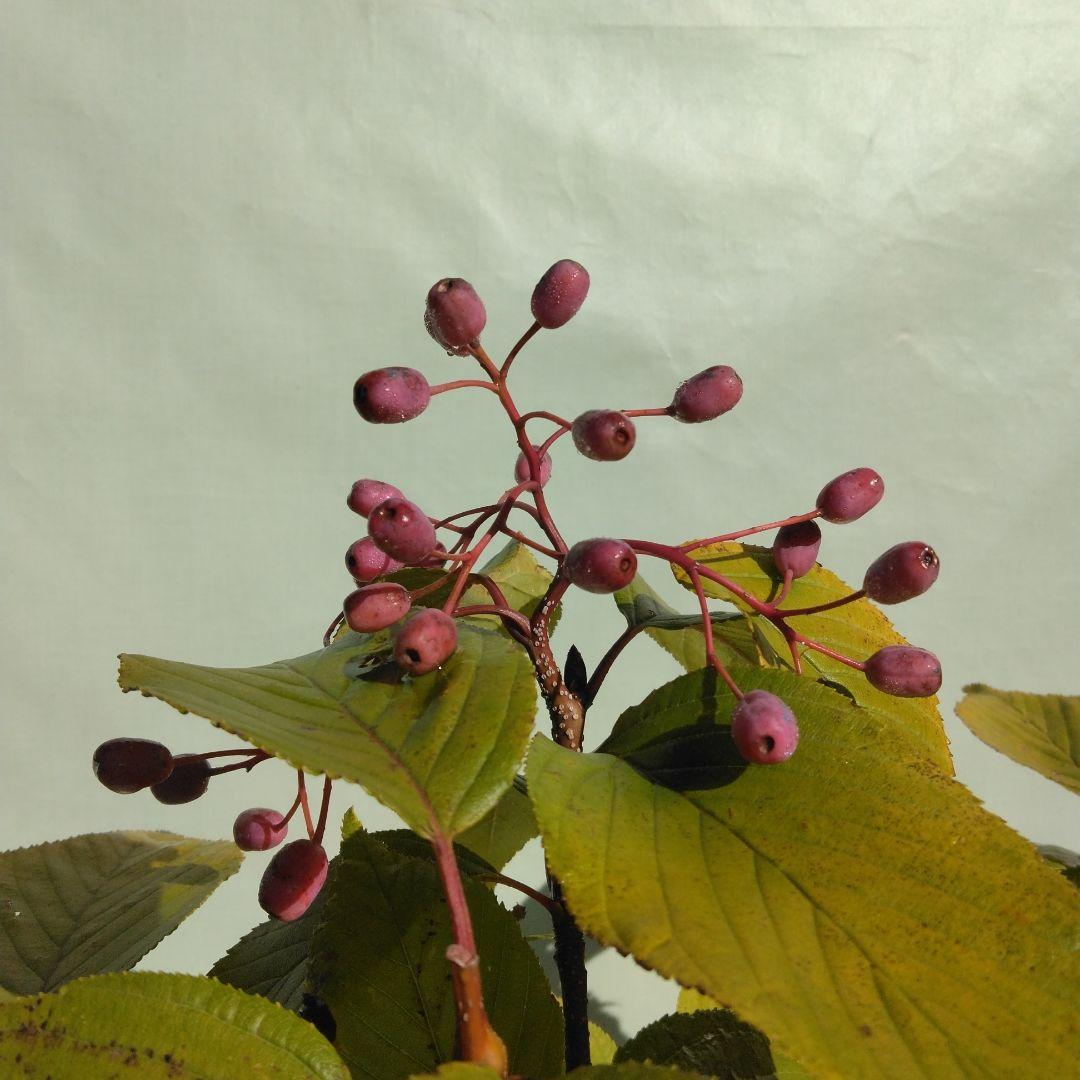 アズキ梨盆栽　実付き　珍品盆栽