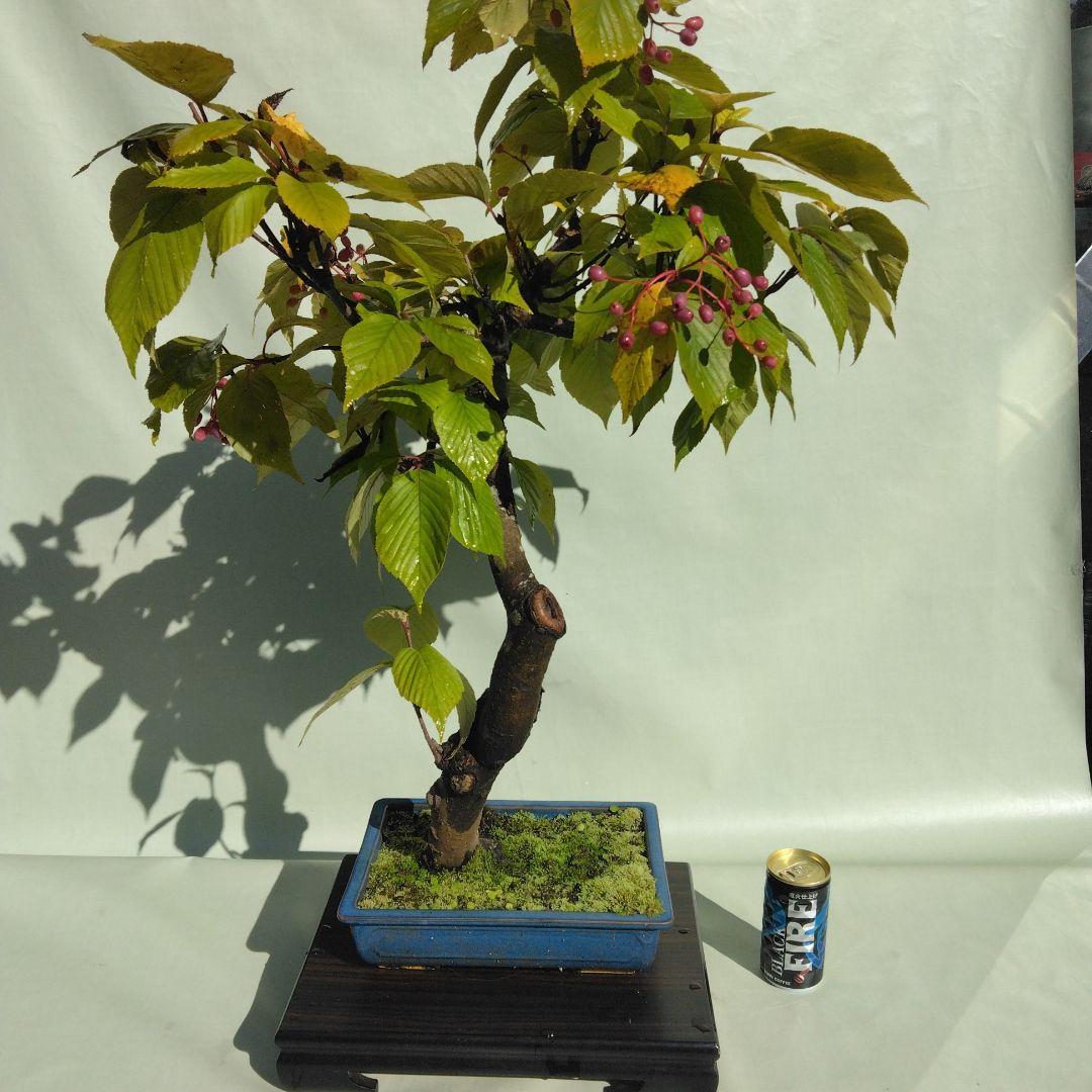 アズキ梨盆栽　実付き　珍品盆栽