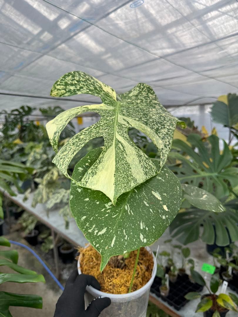 P*ぃ様 2モンステラ　タイコンステレーション　スターライト