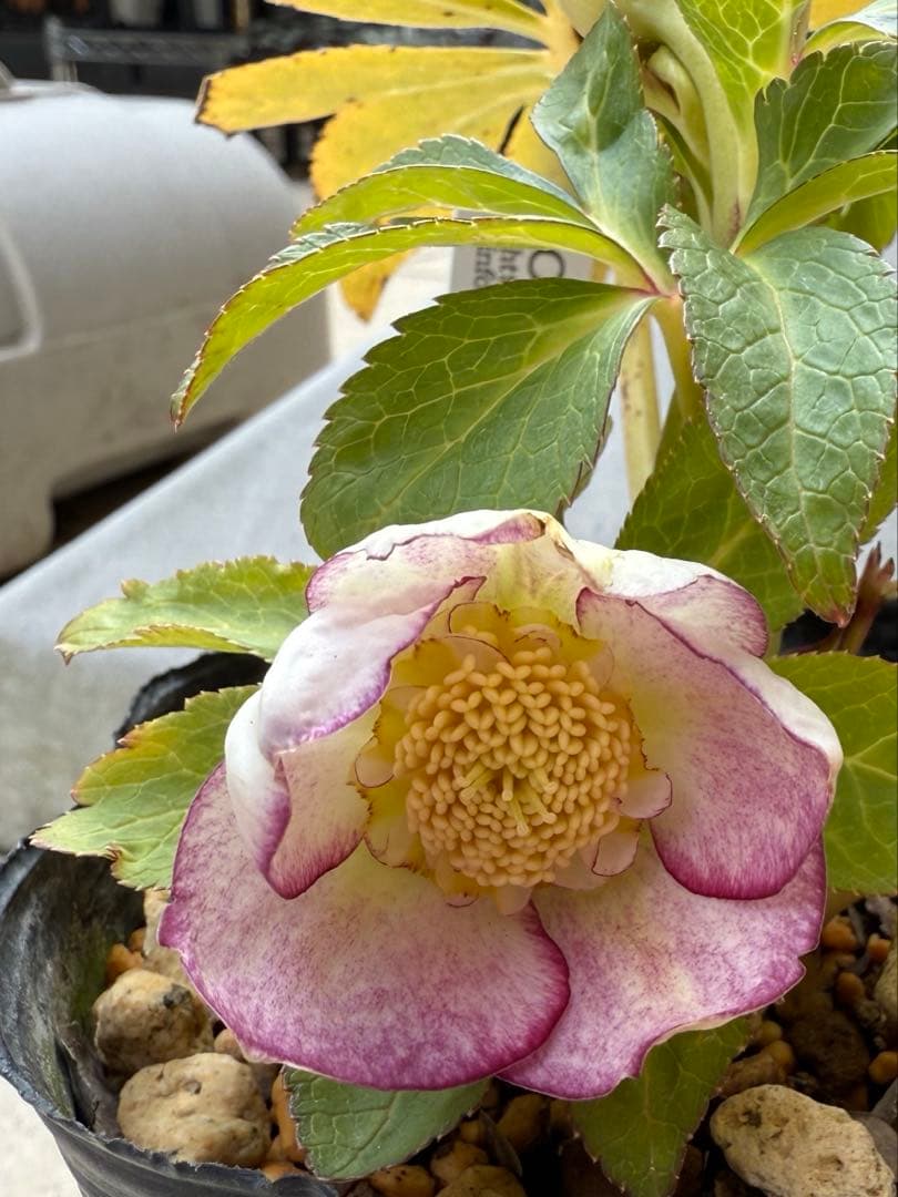 【専用出品です】クリスマスローズ