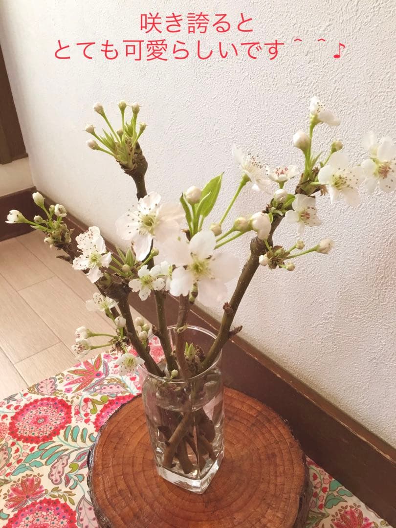 【梨のお花＊梨のつぼみの枝＊切り花】真っ白い可憐な可愛いお花＊里山育ち＊自然農法
