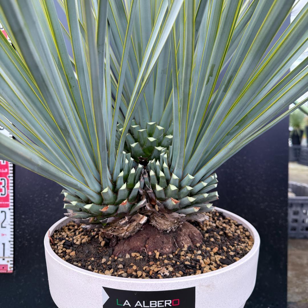 【AL1121】ユッカ　リギダ　超希少トリプルヘッド