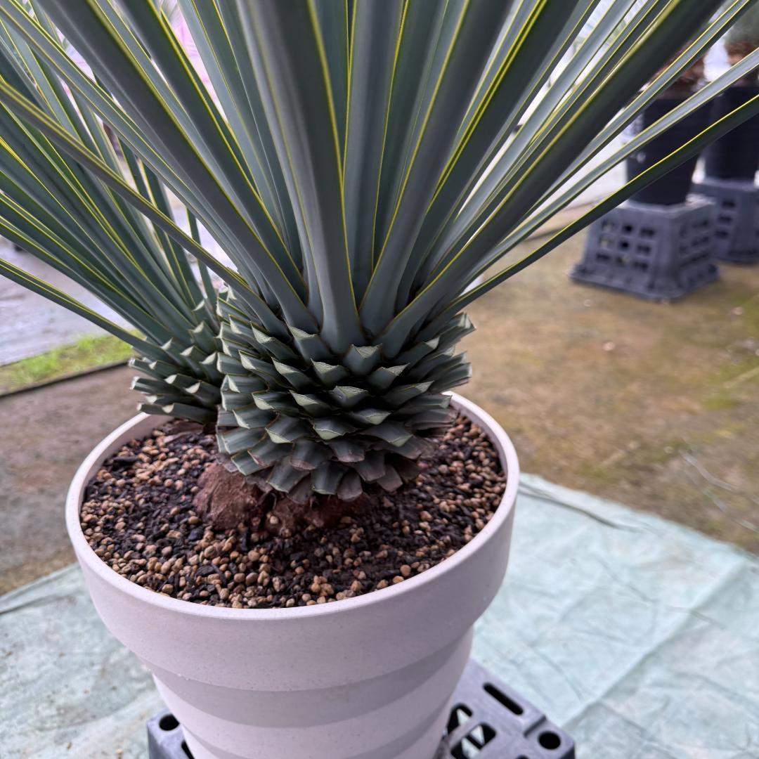 【AL1121】ユッカ　リギダ　超希少トリプルヘッド