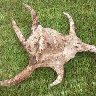 水字貝　スイジガイ　沖縄産 貝殻　火難除け・魔除け　自然 標本 コレクション