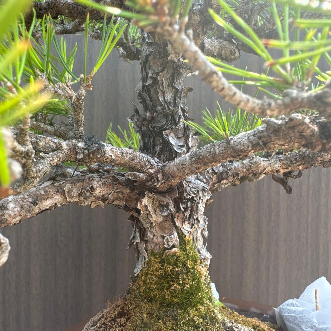 盆栽 黒松 中品盆栽 山採り