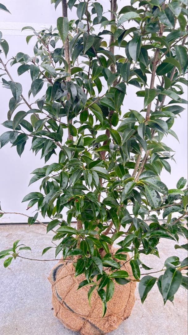 手頃なサイズ お庭の主役にどうぞ ソヨゴ 727 樹高1.6m位 株立 常緑樹