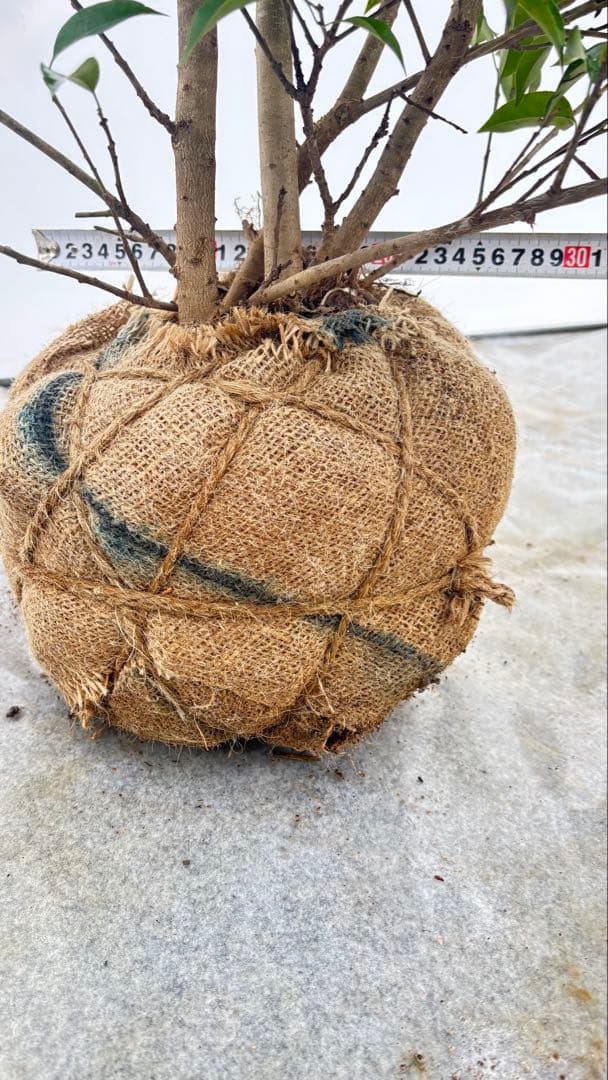 手頃なサイズ お庭の主役にどうぞ ソヨゴ 727 樹高1.6m位 株立 常緑樹