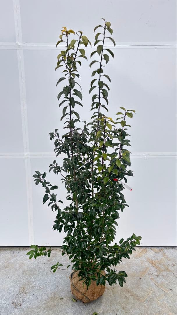 手頃なサイズ お庭の主役にどうぞ ソヨゴ 727 樹高1.6m位 株立 常緑樹