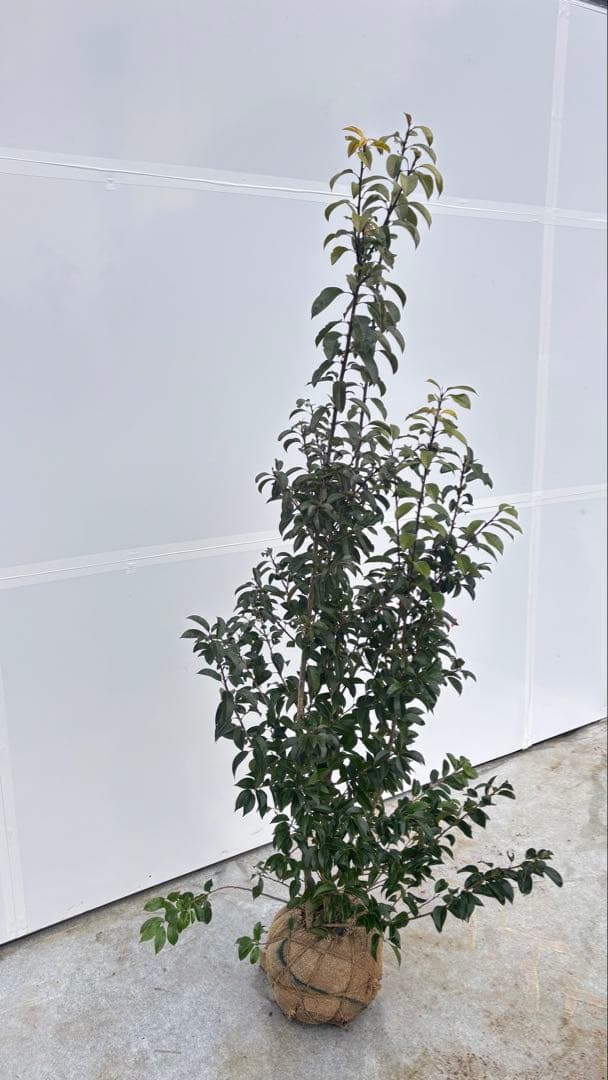 手頃なサイズ お庭の主役にどうぞ ソヨゴ 727 樹高1.6m位 株立 常緑樹