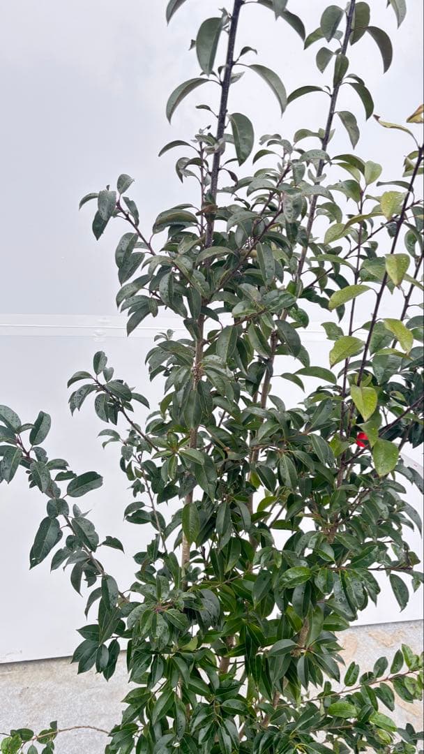 手頃なサイズ お庭の主役にどうぞ ソヨゴ 727 樹高1.6m位 株立 常緑樹