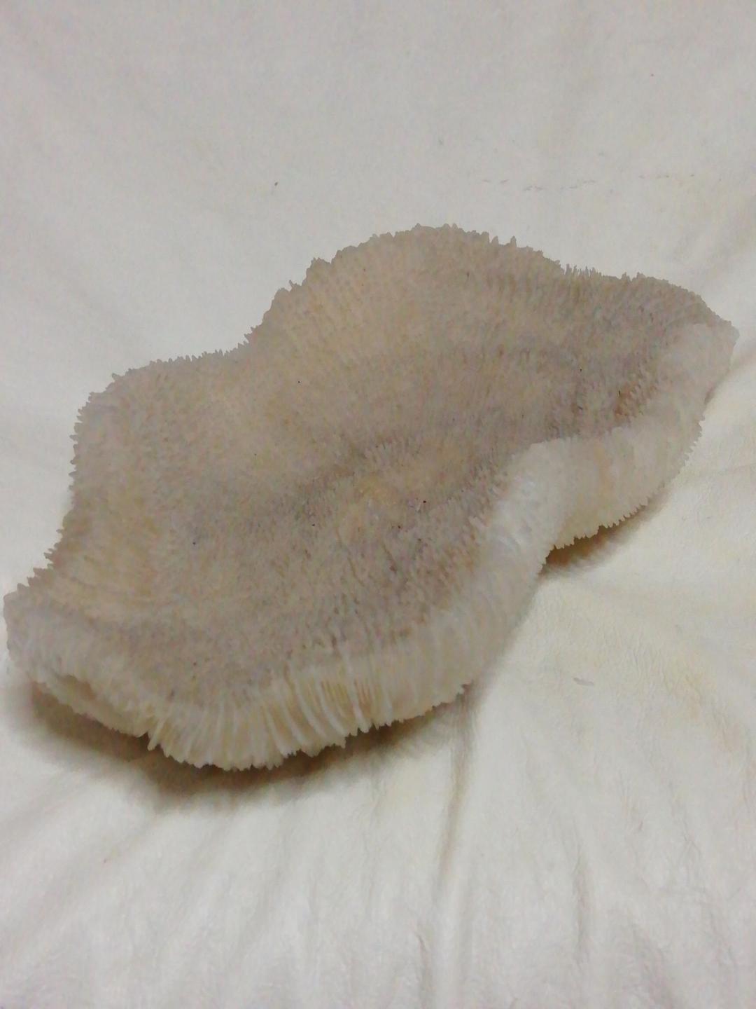 珊瑚(実珊瑚)