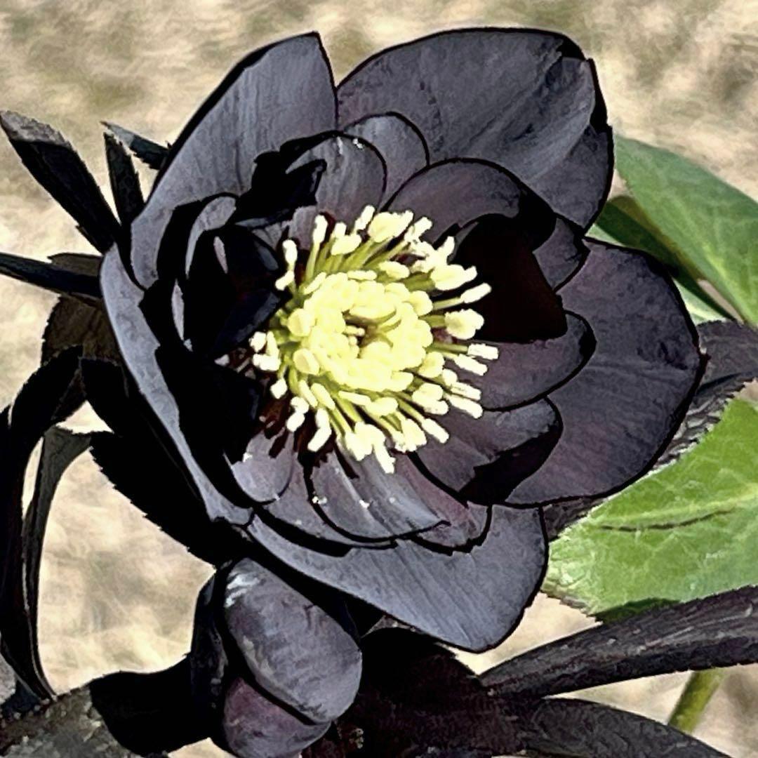 バ*カ様 ☘️逞しい株元☘️根充実❤️沢山新芽❤️3203⭐️極上⭐️【ダブル⭐