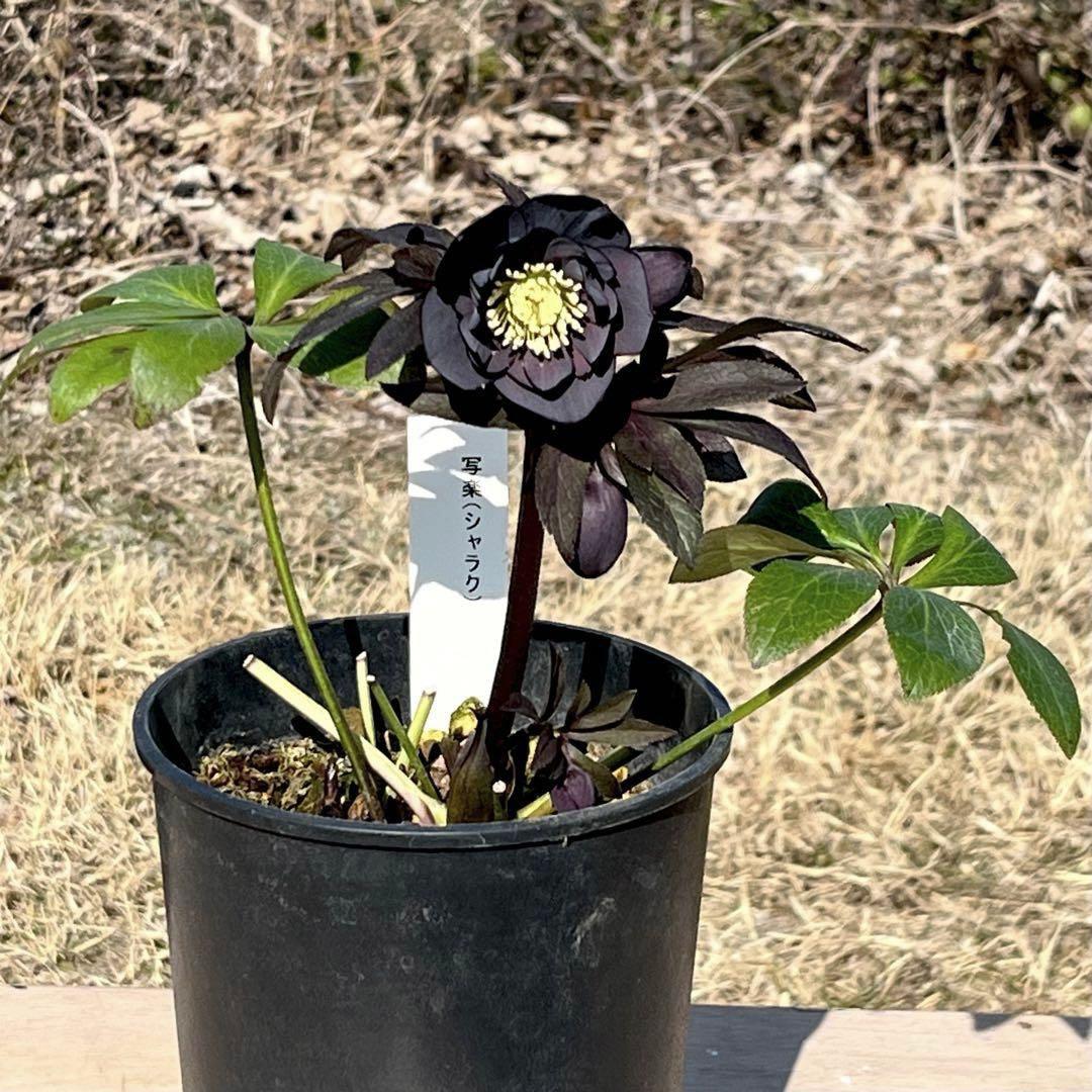 バ*カ様 ☘️逞しい株元☘️根充実❤️沢山新芽❤️3203⭐️極上⭐️【ダブル⭐