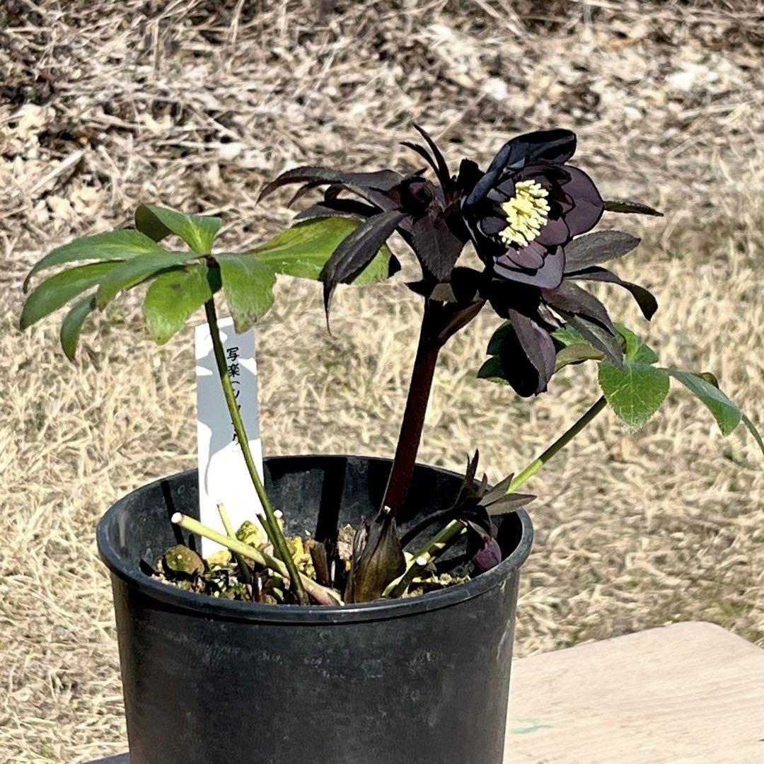 バ*カ様 ☘️逞しい株元☘️根充実❤️沢山新芽❤️3203⭐️極上⭐️【ダブル⭐