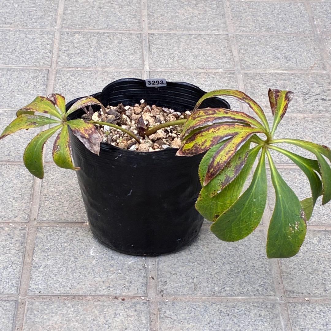 バ*カ様 ☘️逞しい株元☘️根充実❤️沢山新芽❤️3203⭐️極上⭐️【ダブル⭐