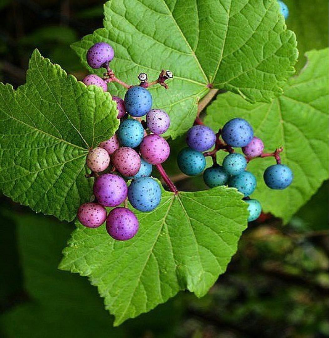 岩手県産 3kg うまぶどう　冷凍クール便　薬膳　うまぶどう酒