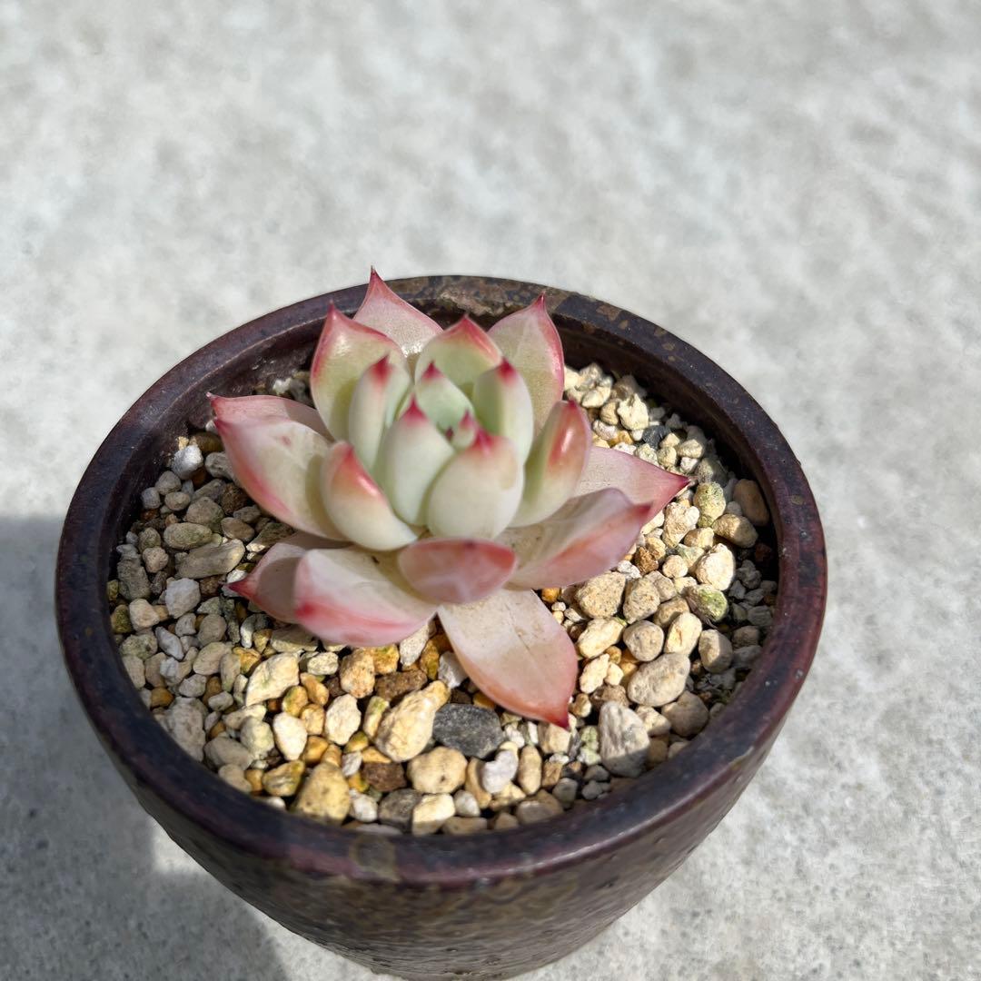 ホリコロ　リンゼアナ