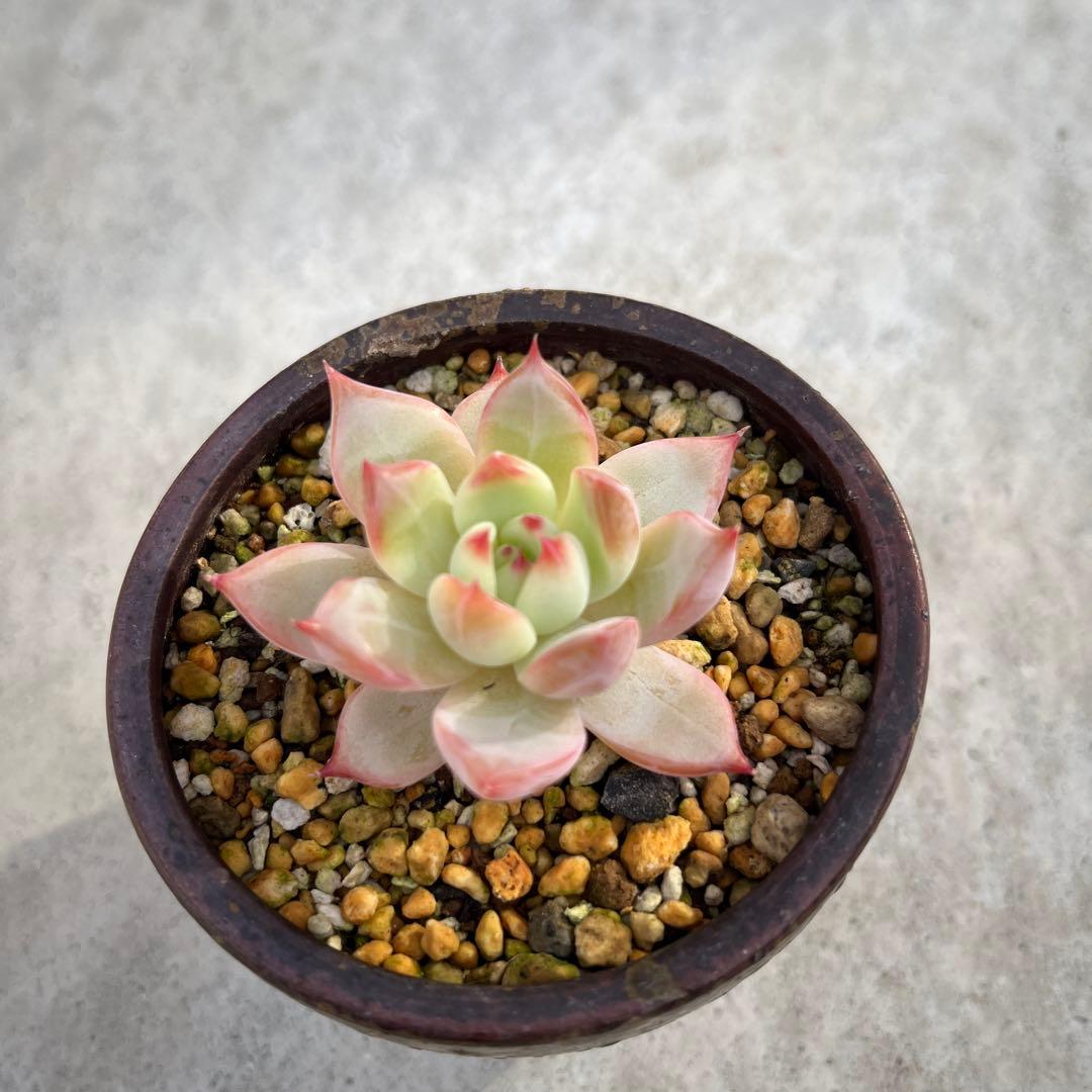 ホリコロ　リンゼアナ