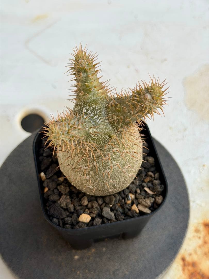 パキポディウム　グラキリス　実生　良型