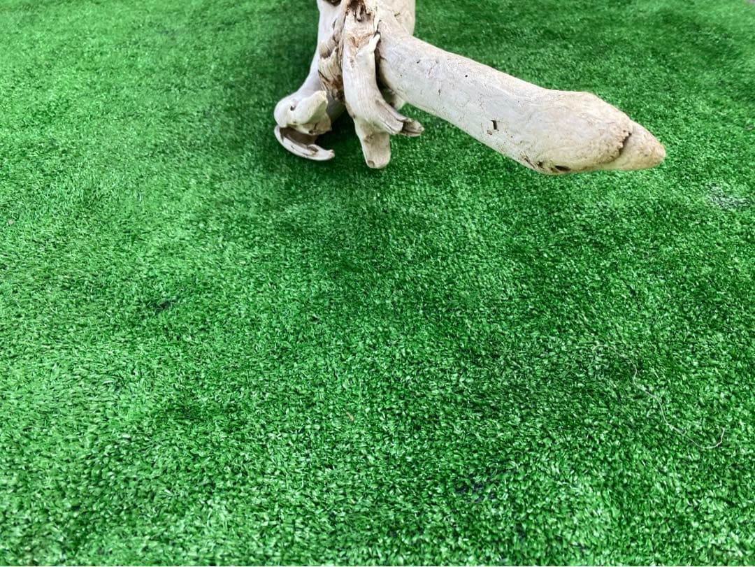 最高級　天然乾燥　流木　インテリア雑貨アクアリウム流木　1m越え　無薬　即日発送