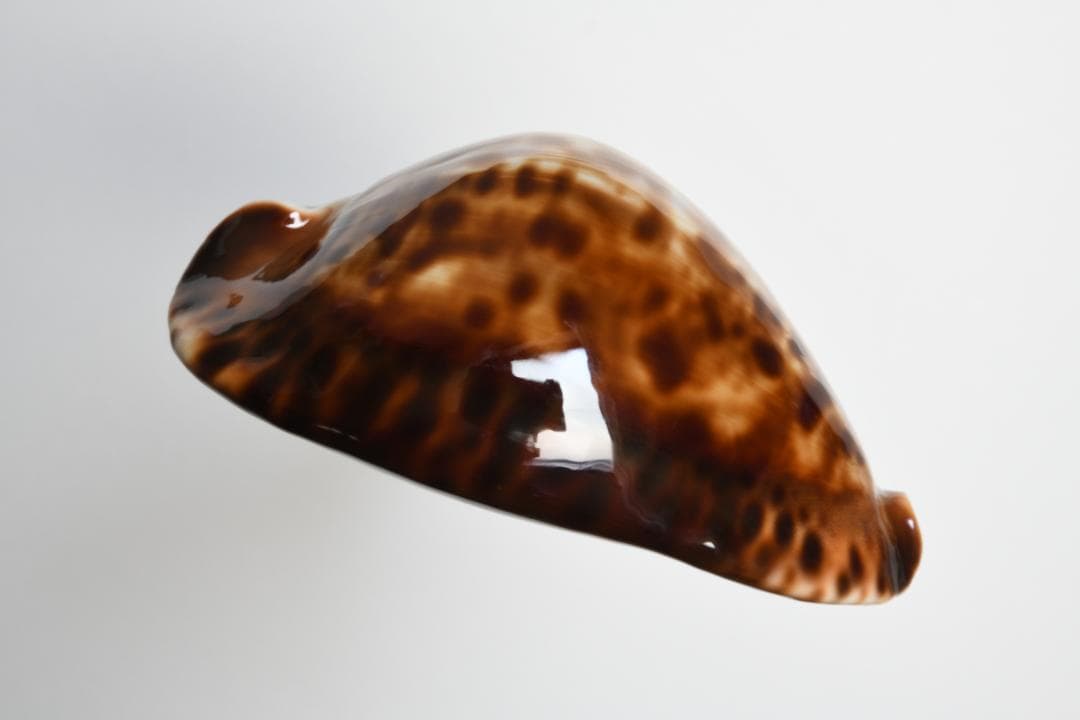 ナガクロガネダカラ【貝殻・タカラガイ】