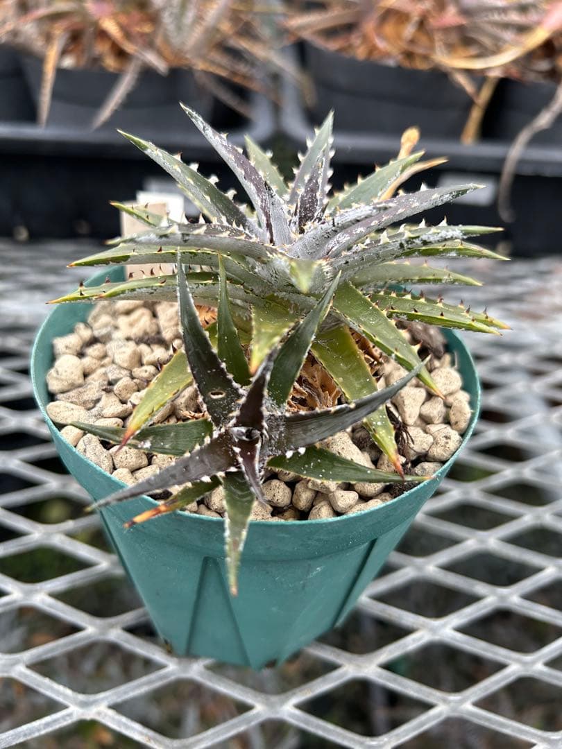 子株付 DBディッキア Dyckia Bill Baker hyb #134 ⑵