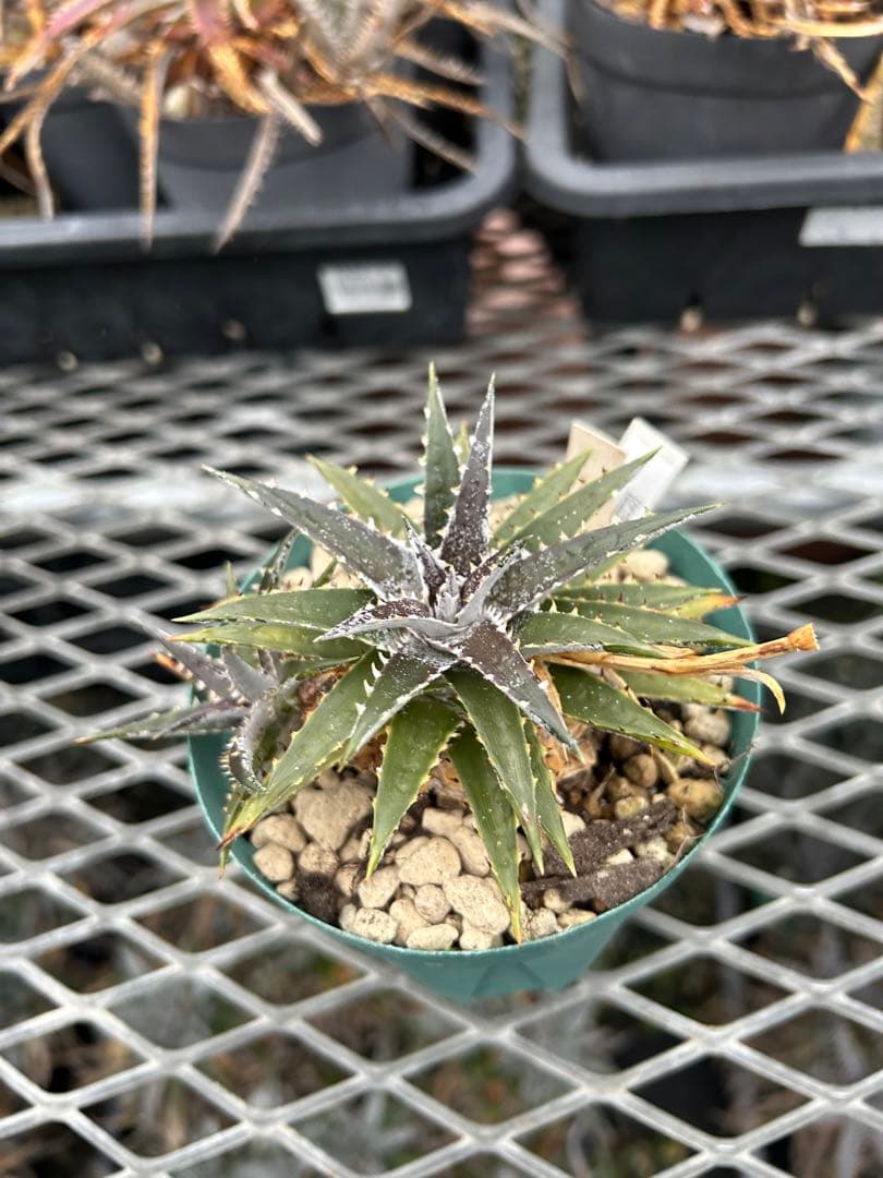 子株付 DBディッキア Dyckia Bill Baker hyb #134 ⑵
