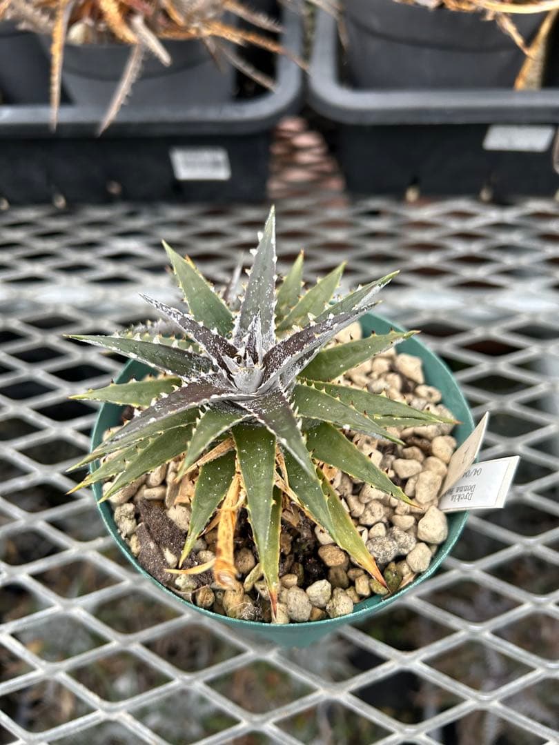 子株付 DBディッキア Dyckia Bill Baker hyb #134 ⑵