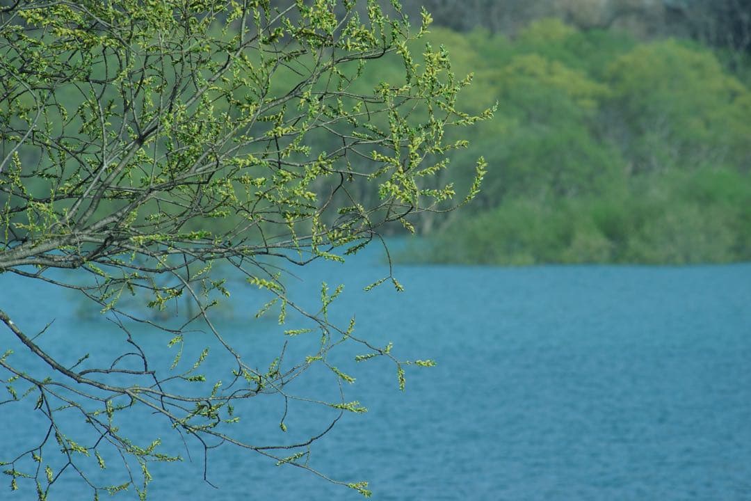 作例付き　TAMRON SP AF 300mm F/2.8 管mpr