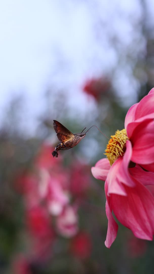 シグマ(Sigma) レンズ 56mmF1.4CanonキヤノンEF-Mマウント