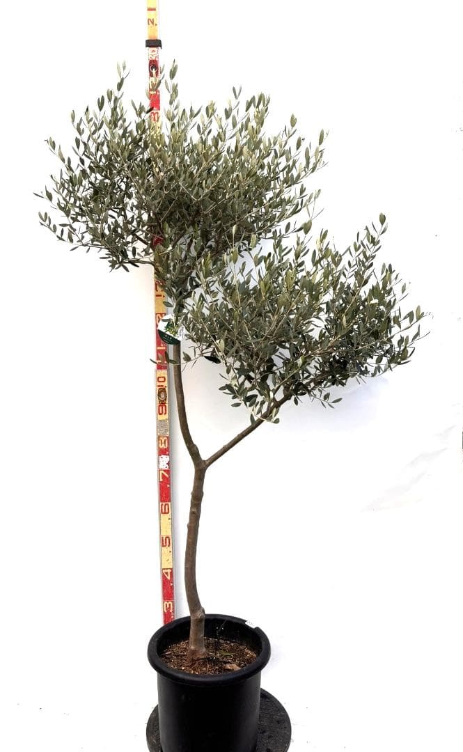 オリーブの木　ルッカ　10号　約170cm　K-288　人気品種　現品掲載