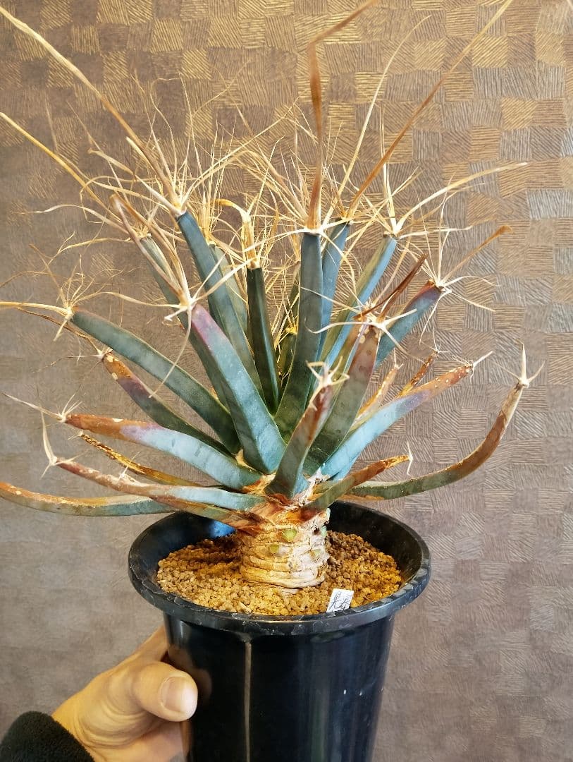 特選 幹立ち サボテン 晃山