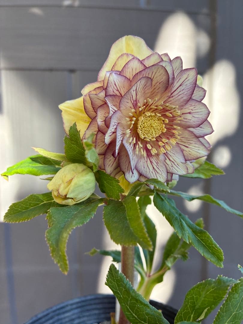 クリスマスローズ　DDクリームベイン赤蕊