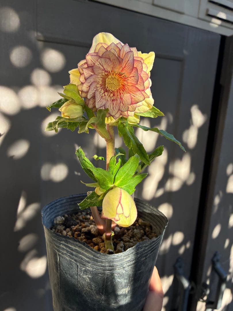 クリスマスローズ　DDクリームベイン赤蕊