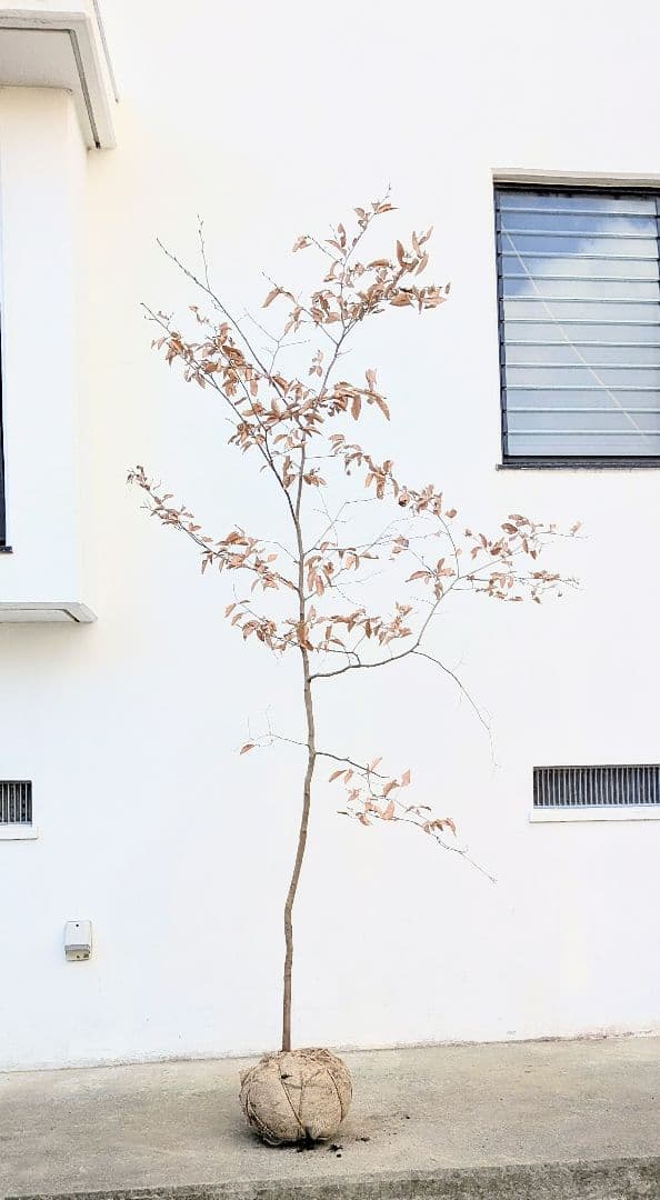 優秀。山採りヤマコウバシ。