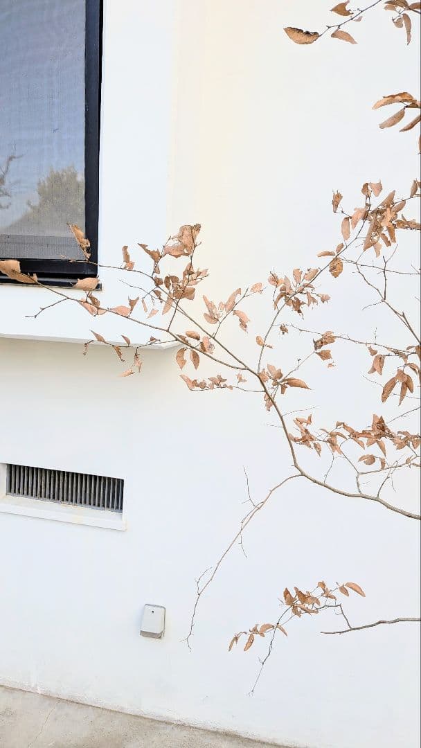 優秀。山採りヤマコウバシ。