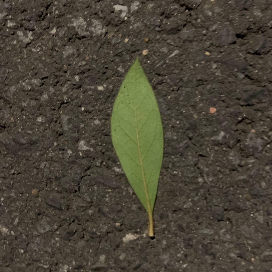 持つと幸運になる木の葉マンキーホルダー