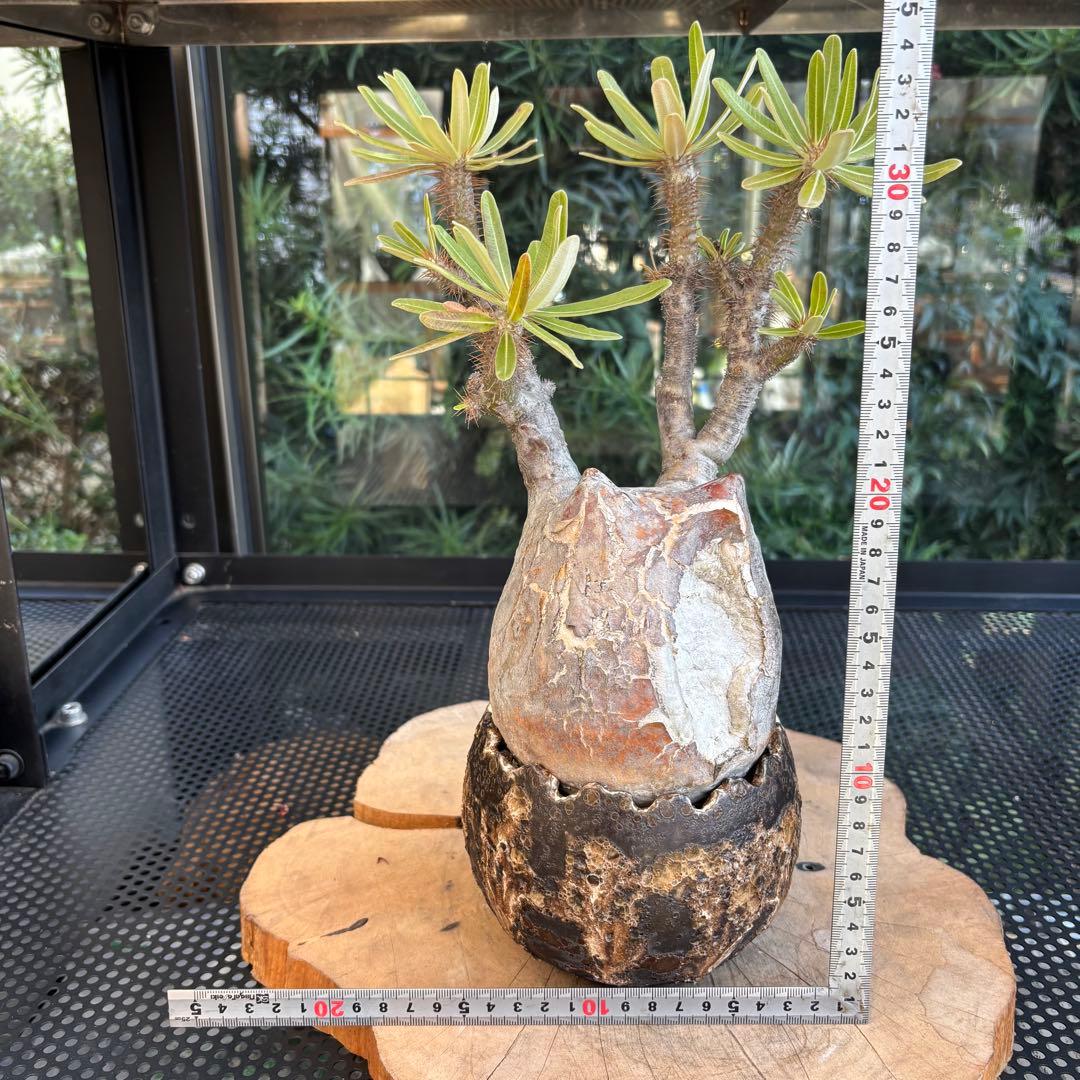 SALE！ 角あり 現地株 パキポディウム グラキリス 長期管理株 中川智治