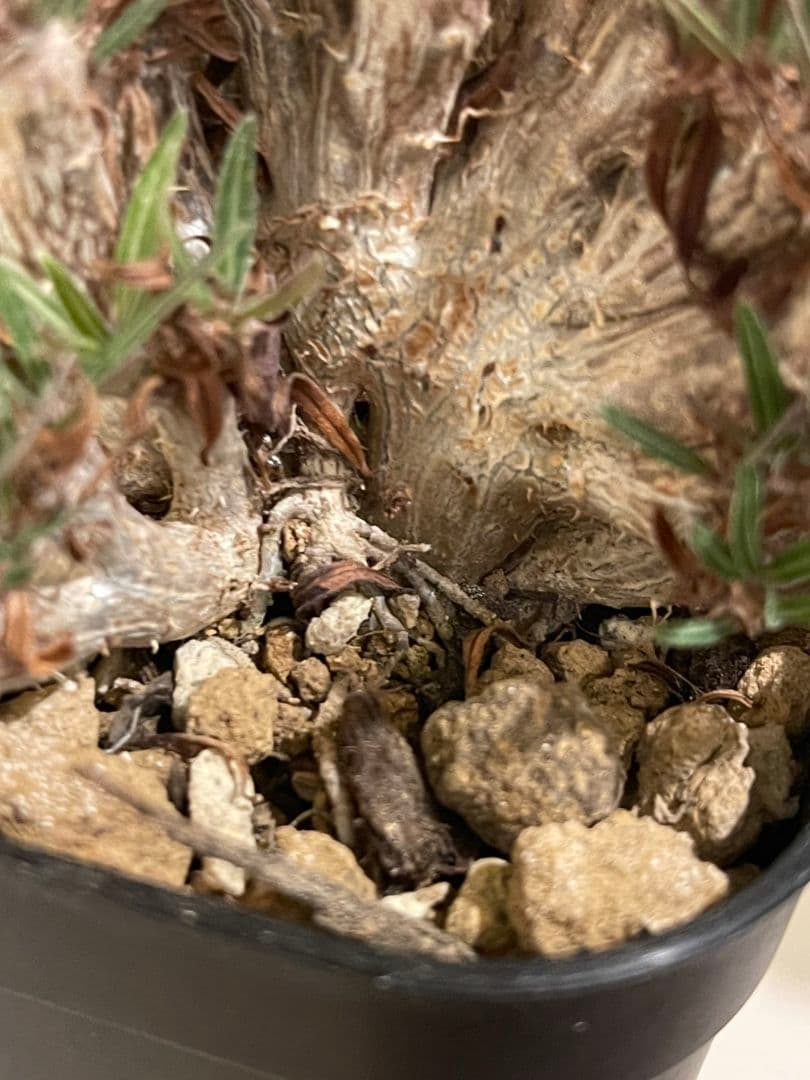 パキポディウム　グラキリス　綴化　挿し木　大株　鉢ごとメルカリ便