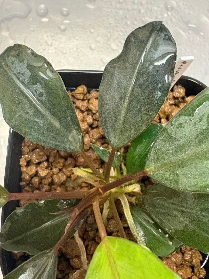motleyana Padawan（黒葉）