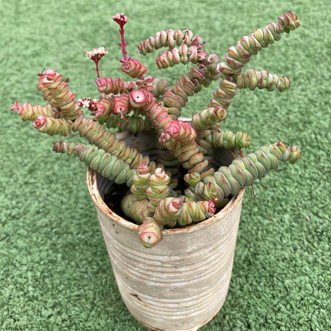 専用　舞乙女抜き苗