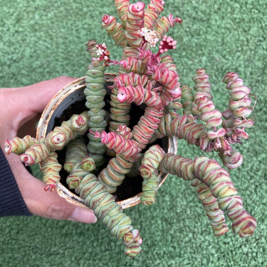 専用　舞乙女抜き苗