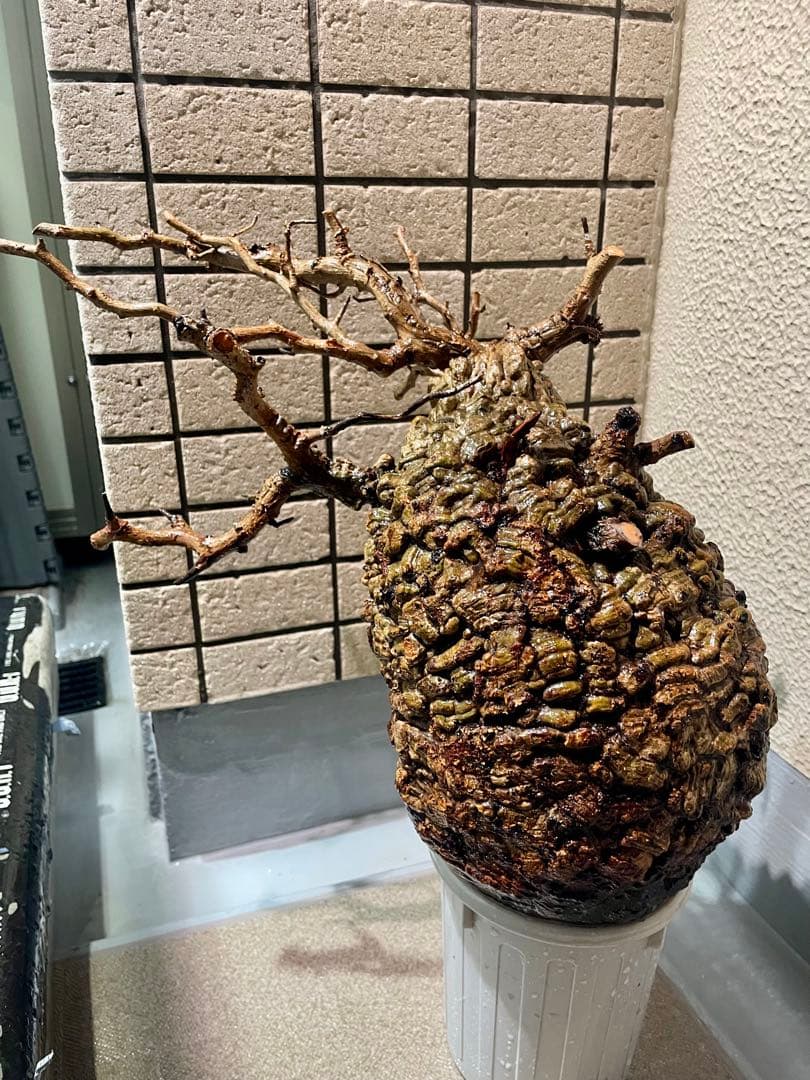 o*r様 オペルクリカリア　パキプス　丸株　検) グラキリス　コミフォラ　扁平